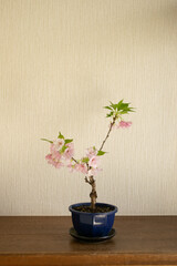 白い背景の室内に飾られた一才桜