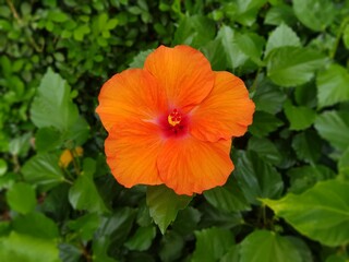 orange hibiscus flower