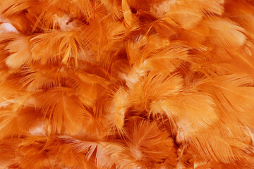 Beautiful orange colors tone feather texture background, trends color