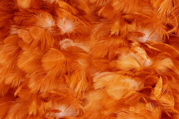 Naklejka na ściany i meble Beautiful orange colors tone feather texture background, trends color