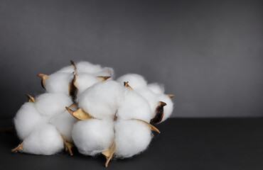 Beautiful white cotton flowers on dark background. 