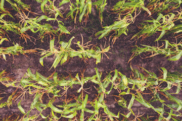 Top view of the cornfield. Natural agriculture background. Leaves of young shoots of corn