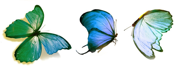 Color butterflies , isolated on white background