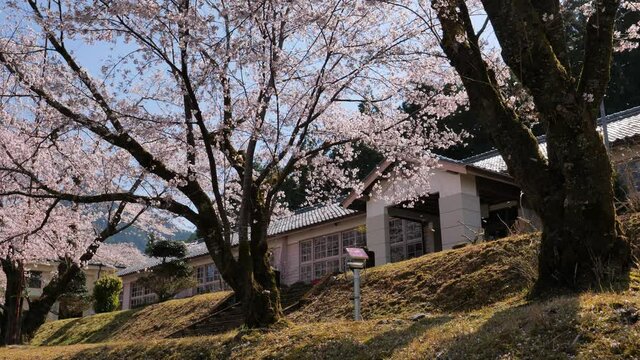 桜吹雪と木造校舎【三重県熊野市　神上小中学校（休校中）一般公開】
