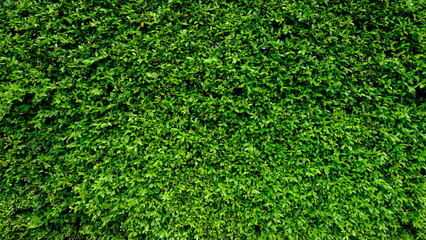 Close-up of fresh green hedge