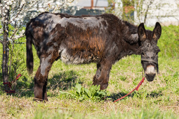 An Old Sick Mule that Has Probably Been Mistreated by Its Master is Eating Grass on a Beautiful...