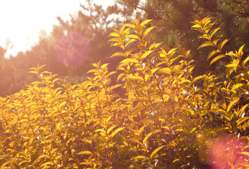 Fototapeta na wymiar Yellow leaves in autumn