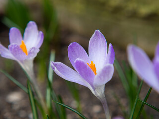 Close-up image of cute little spring blooming, purple crocus flowers
