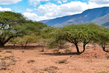 Acacias tree growing in the wild against a Mountain background in rural Kenya 