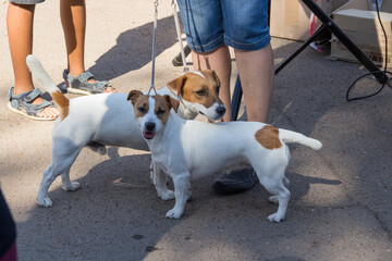 Two Jack Russell Terrier dogs on leashes.