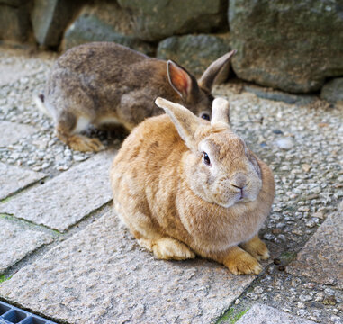 516 Best ワタオウサギ Images Stock Photos Vectors Adobe Stock