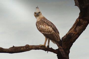 Crested hawk-eagle resting on pearch at Bandhavgarh National Parl , India