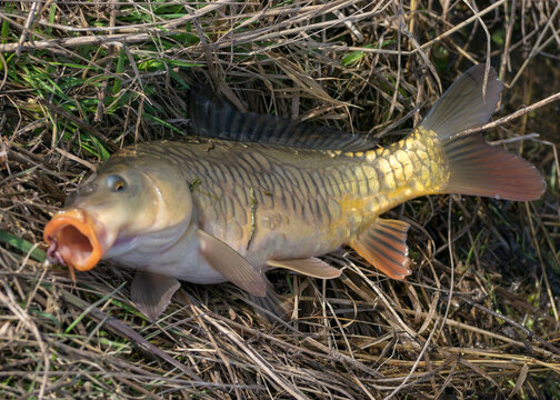 a caught carp on the grass, fishing as a hobby, early spring in nature