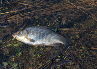 a carousel on the shore of the lake fishing as a hobby, early spring in nature