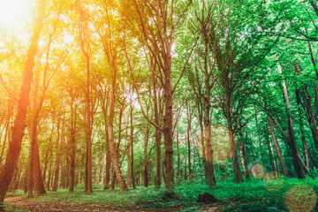 spring forest trees. nature green wood sunlight backgrounds.