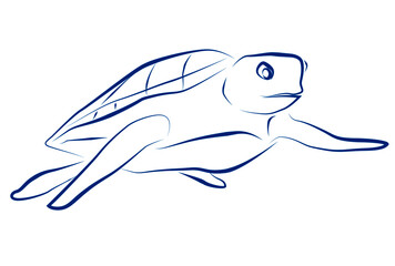 Obraz premium 海亀の線画スケッチ
