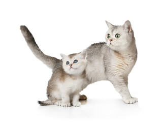 Obraz premium Scottish cat and a kitten standing over white