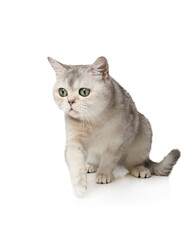 Scottish cat sitting on a white background