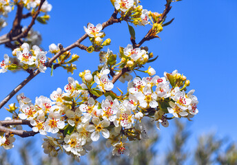 tree blossom