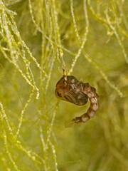 Mosquito larva in stagnant freshwater