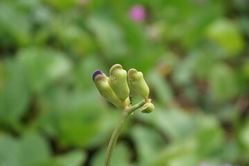 Lathyrus grandiflorus with a natural background. Also called two-flowered everlasting pea flower 
