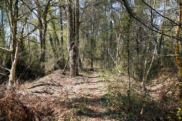 Pathway in natural park in hostens pine forest in Gironde France