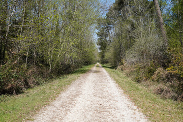 Pathway in nature park in hostens pine forest