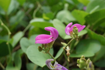 Lathyrus grandiflorus with a natural background. Also called two-flowered everlasting pea flower 