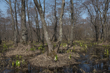 マクンベツ湿原(Makunbetsu Marsh)
