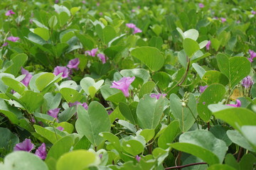 Lathyrus grandiflorus with a natural background. Also called two-flowered everlasting pea flower 