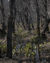 Fototapeta premium マクンベツ湿原(Makunbetsu Marsh) 