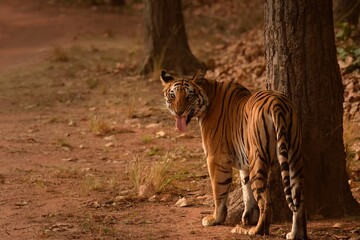 Fototapeta premium Dotty the tigress while doing Flehmen's response at Bandhavgarh National Park
