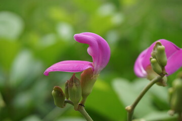 Lathyrus grandiflorus with a natural background. Also called two-flowered everlasting pea flower 
