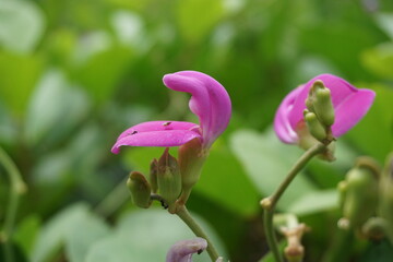 Fototapeta premium Lathyrus grandiflorus with a natural background. Also called two-flowered everlasting pea flower 
