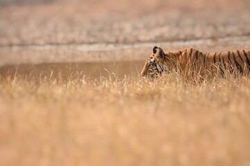 Eye level photograph of female tiger while crossing grassland of Bandhavgarh