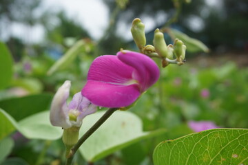 Lathyrus grandiflorus with a natural background. Also called two-flowered everlasting pea flower 