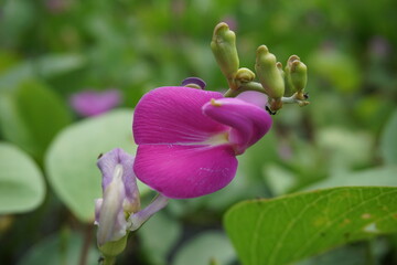 Lathyrus grandiflorus with a natural background. Also called two-flowered everlasting pea flower  © Mang Kelin