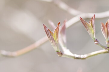 ハナミズキの新芽
