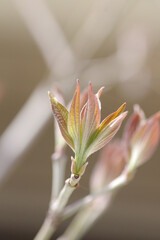 ハナミズキの新芽