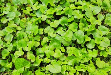 Close up of a buttercup  in early spring (Ficaria verna Huds).
