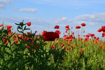 poppy field with blue sky background