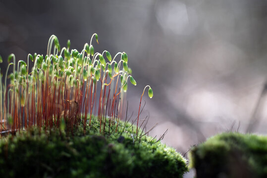 Closeup of moss patch with moss spores over green forest floor background, revival of nature in the spring