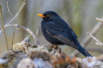 Amsel isoliert