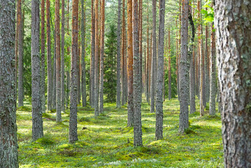 Pine forest. Beautiful spring pine tree forest in Estonia.