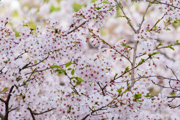 春のサクラ、満開のピンクの花々