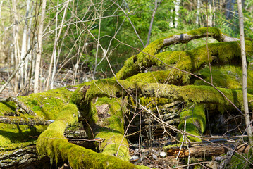 Fallen old trees covered with green moss in the spring forest. Spring forest colors in sunny day.