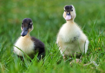 Baby duck in greem grass, nature