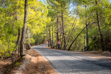 Obraz premium Koprulu Canyon National Park. A winding forest road stretching into the distance surrounded by pine trees. Manavgat, Antalya, Turkey.