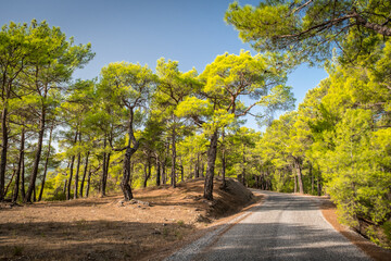 Koprulu Canyon National Park. A winding forest road stretching into the distance surrounded by pine trees. Manavgat, Antalya, Turkey.