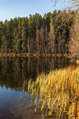 Autumn season mood. Trees with foliage around lake. Estonian countryside.